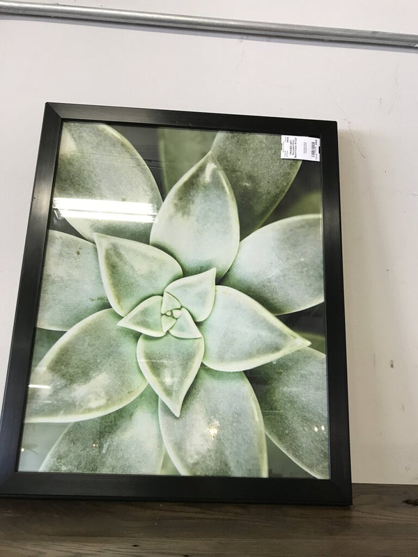 Succulent Print Black Frame 18"x22"